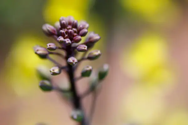 Brocoli Fleurs Dans Jardin — Photo