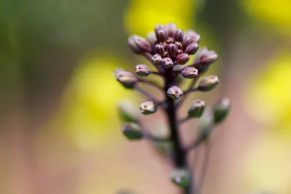 庭の開花ブロッコリー — ストック写真