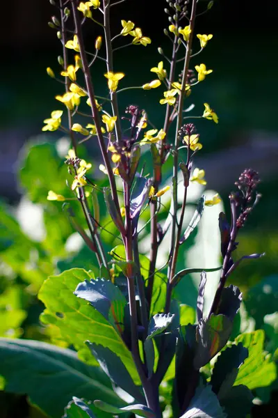 Flowering Broccoli Garden — Stock Photo, Image