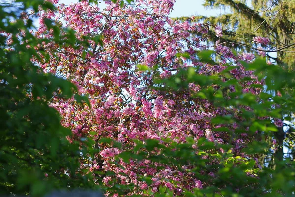 Crabapple Tree Fiore Primavera — Foto Stock