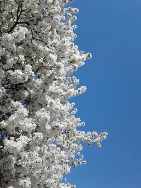 Primavera Nieve Cangrejo Flor — Foto de Stock