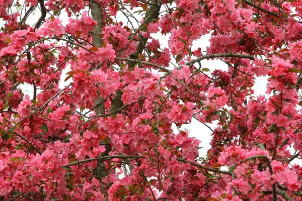 Crabapple Tree Bloom Tavasszal — Stock Fotó