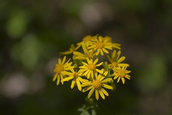 黄金のアスターの花の景色 — ストック写真