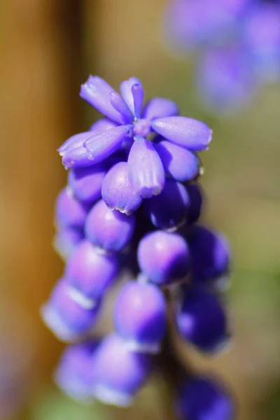 Vista Flores Jacinto Uva — Fotografia de Stock