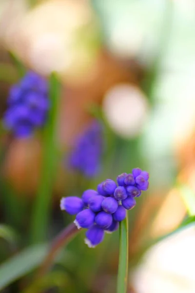 Üzüm Hyacinth Çiçekleri Görünümü — Stok fotoğraf