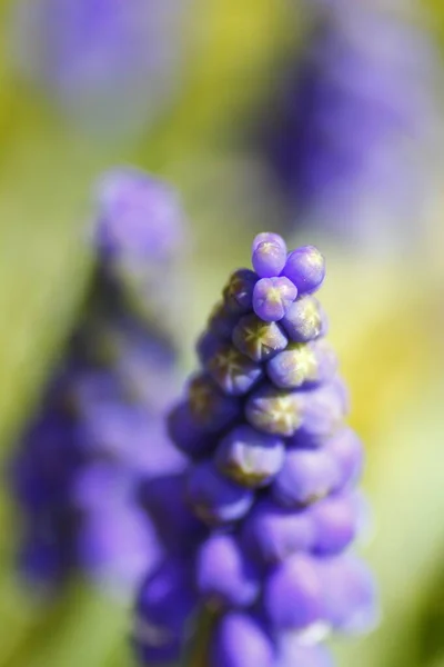 View Grape Hyacinth Flowers — Stock Photo, Image