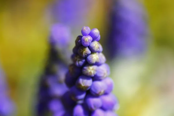 Üzüm Hyacinth Çiçekleri Görünümü — Stok fotoğraf
