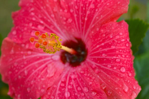 Flor Hibisco Com Grânulos Água — Fotografia de Stock