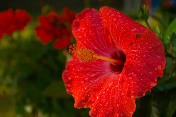 その上に水のビーズとハイビスカスの花 — ストック写真