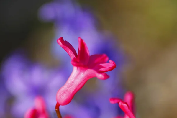 Utsikt Över Hyacinth Blommor Trädgård — Stockfoto