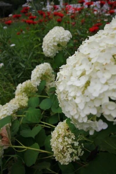 Pohled Bílé Hortenzie Květiny — Stock fotografie
