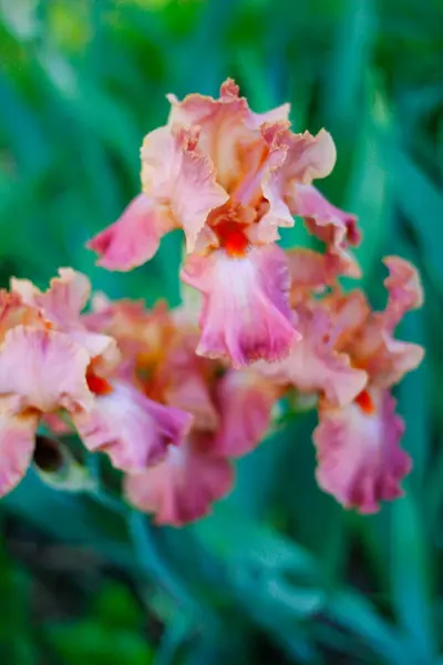 Vues Sur Iris Fleurs Dans Jardin — Photo
