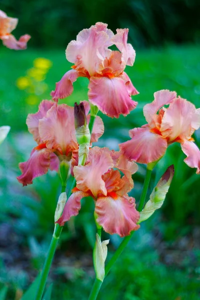 庭の菖蒲の花の景色 — ストック写真