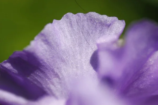 Vistas Iris Flores Jardim — Fotografia de Stock