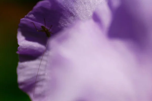 Vistas Las Flores Del Iris Jardín — Foto de Stock