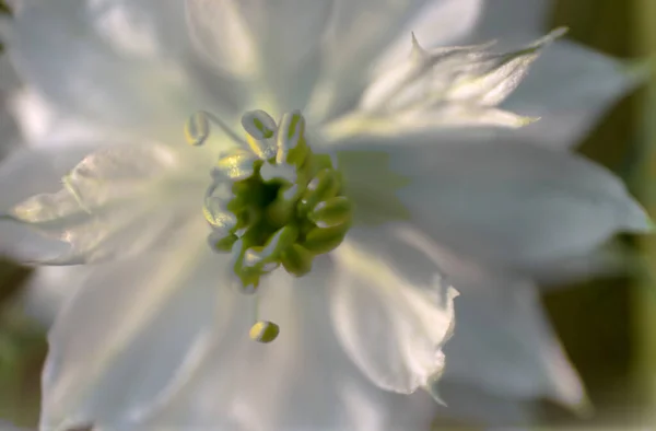 Widok Bliska Kwiat Miłości Mgle Nigella — Zdjęcie stockowe