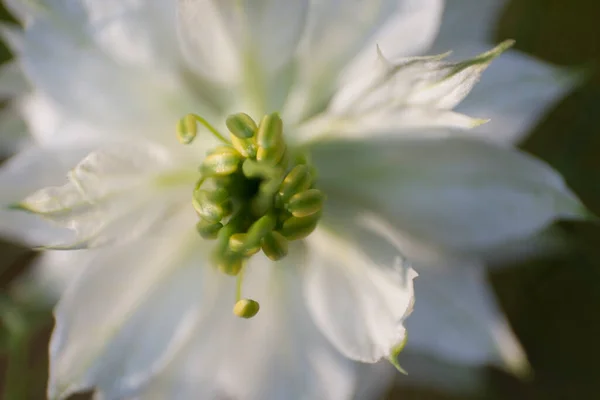 Widok Bliska Kwiat Miłości Mgle Nigella — Zdjęcie stockowe