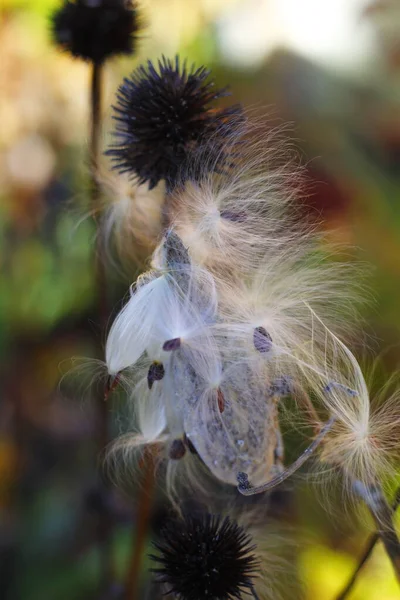 Seeds Seedpods Milkweed — Stock Photo, Image