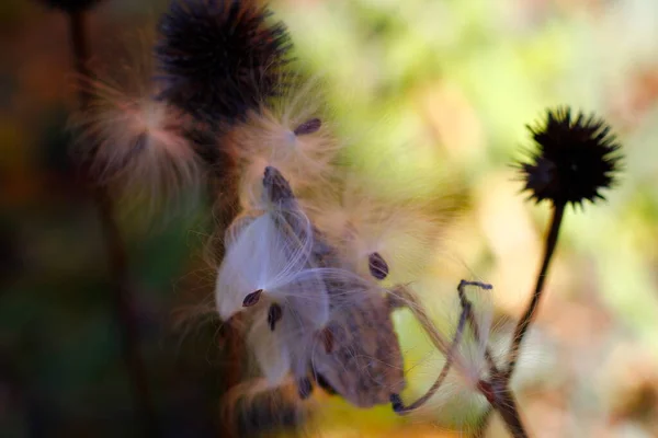 Seeds Seedpods Milkweed — Stock Photo, Image