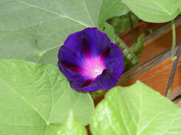 Vista Morning Glory Fiori — Foto Stock