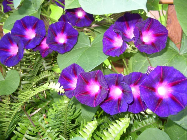 View Morning Glory Flowers — Stock Photo, Image