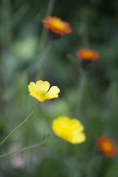 野生のオレンジハックウィードと黄色のバターカップの花 — ストック写真
