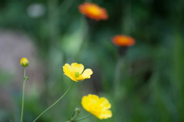 野生のオレンジハックウィードと黄色のバターカップの花 — ストック写真