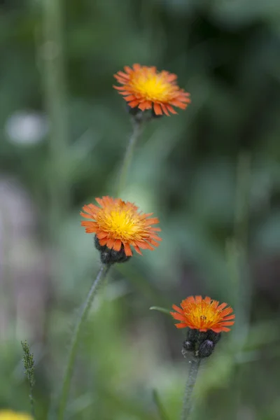 野生のオレンジハックウィードの花 — ストック写真