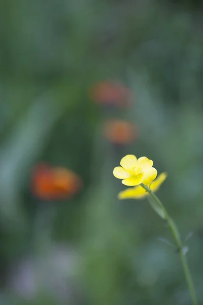 野生のオレンジハックウィードと黄色のバターカップの花 — ストック写真