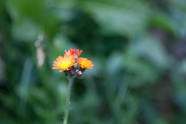 Laranja Hawkweed Flores Natureza — Fotografia de Stock