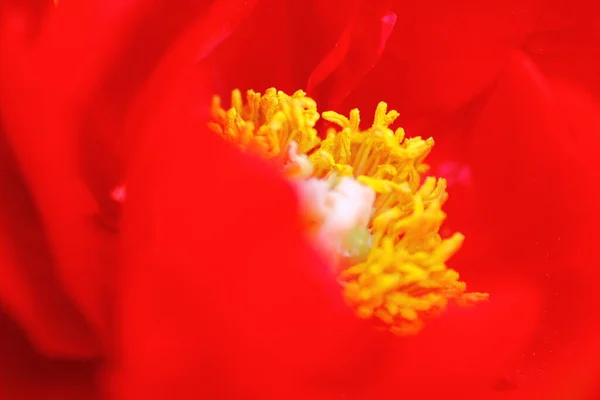 Nézet Bazsarózsa Virágok Kertben — Stock Fotó