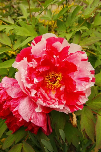 Widok Peony Flowers Ogrodzie — Zdjęcie stockowe