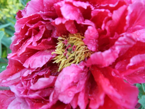 Nézet Bazsarózsa Virágok Kertben — Stock Fotó