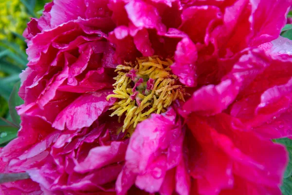 Widok Peony Flowers Ogrodzie — Zdjęcie stockowe