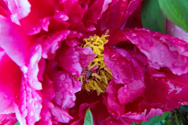 Widok Peony Flowers Ogrodzie — Zdjęcie stockowe