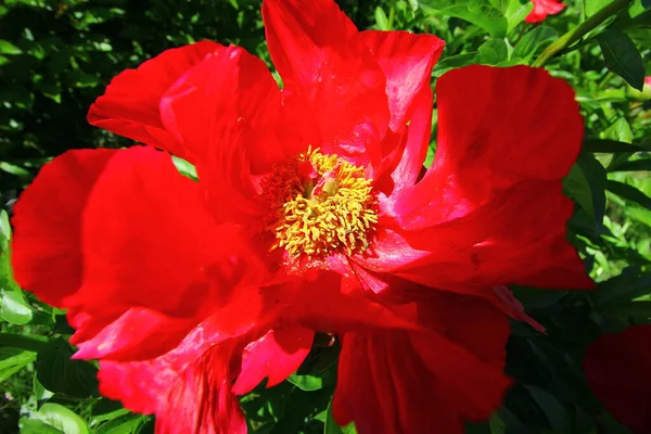 Widok Peony Flowers Ogrodzie — Zdjęcie stockowe