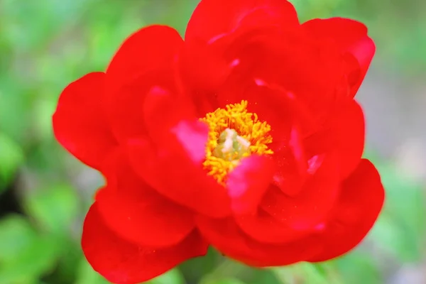 Widok Peony Flowers Ogrodzie — Zdjęcie stockowe