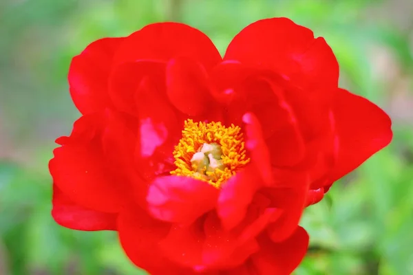 Widok Peony Flowers Ogrodzie — Zdjęcie stockowe