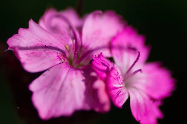 Pinks Çiçeklerinin Görünümü Dianthus — Stok fotoğraf