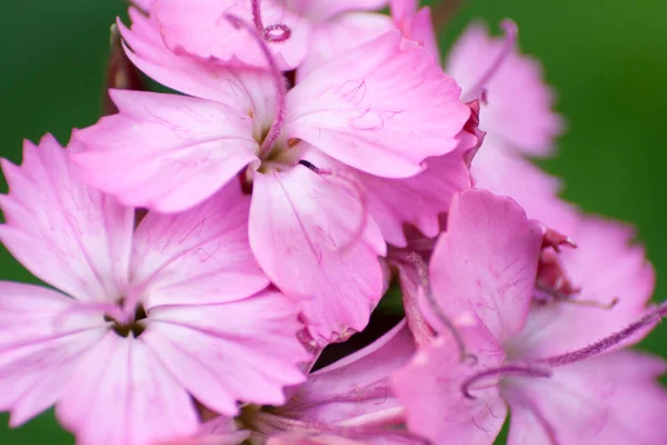 Uitzicht Roze Bloemen Dianthus — Stockfoto
