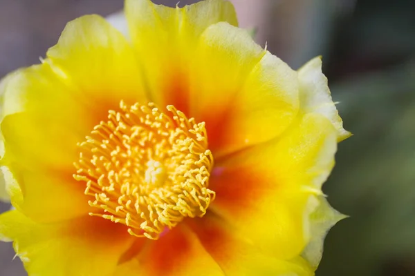 Views Prickly Pear Cactus Flowers — ストック写真