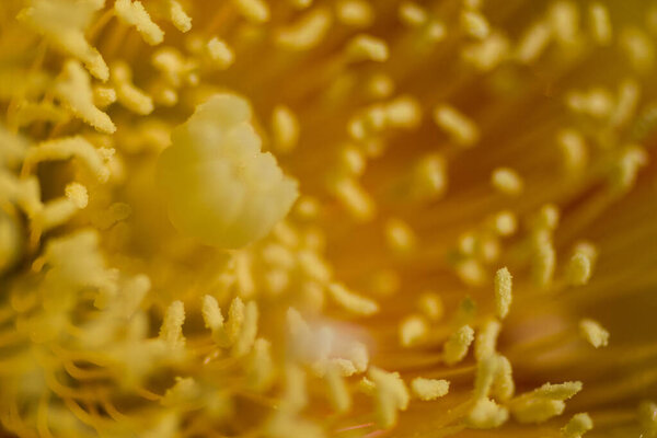 Views of Prickly Pear Cactus Flowers