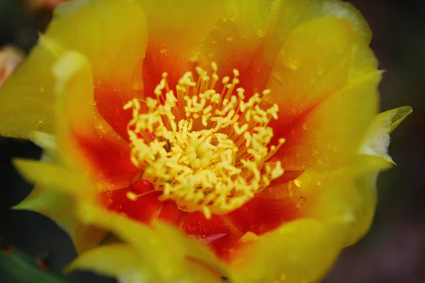 Vues Sur Les Fleurs Cactus Poire Prickly — Photo