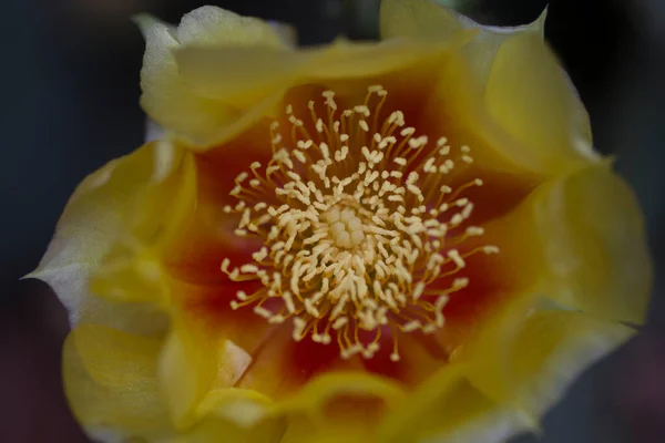 Цветы Кактуса Колючей Грушей — стоковое фото