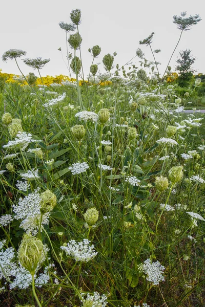 Queen Anne Lace Kwiaty Zewnątrz — Zdjęcie stockowe