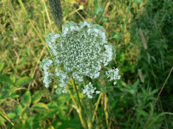 Reina Ana Encaje Flores Aire Libre —  Fotos de Stock