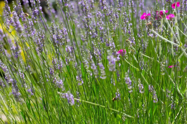 Rosa Campion Lavanda Flores — Fotografia de Stock