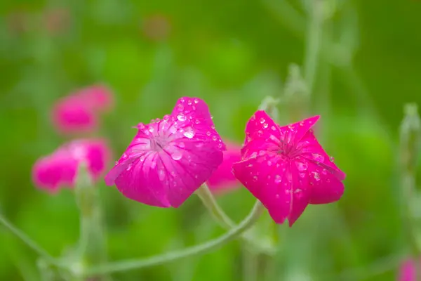 Rose Campion Flower Een Tuin — Stockfoto