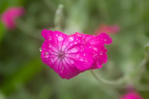 Flor Rose Campion Jardim — Fotografia de Stock