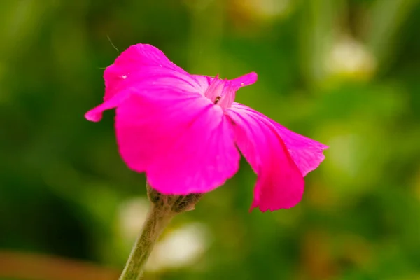 Bahçedeki Rose Campion Çiçeği — Stok fotoğraf